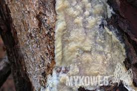 Attēlu rezultāti vaicājumam “Phlebiopsis gigantea”