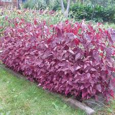 Image result for Atriplex hortensis