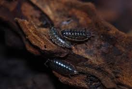 Attēlu rezultāti vaicājumam “Lignydium muscorum spores”