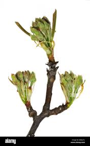 Attēlu rezultāti vaicājumam “Pyrus communis bud”