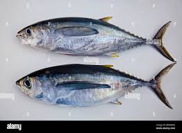 Image result for Thunnus albacares