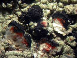 Attēlu rezultāti vaicājumam “Mycoblastus sanguinarius”