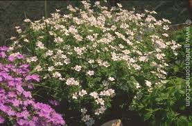 Attēlu rezultāti vaicājumam “Geranium sylvaticum flower”
