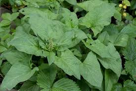 Attēlu rezultāti vaicājumam “Chenopodium bonus-henricus”