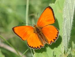 Attēlu rezultāti vaicājumam “Lycaena dispar”