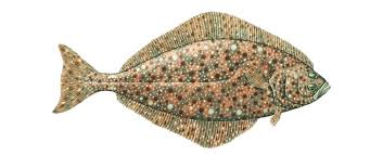 Image result for Hippoglossus hippoglossus