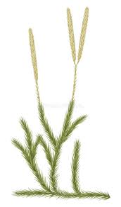 Attēlu rezultāti vaicājumam “Lycopodiaceae”