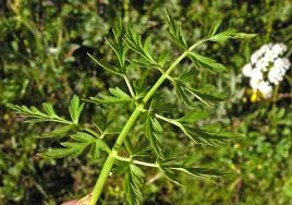 Attēlu rezultāti vaicājumam “Conioselinum tataricum”