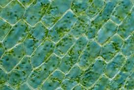 Attēlu rezultāti vaicājumam “Elodea canadensis leaf”