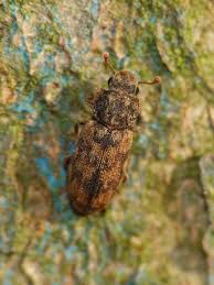 Attēlu rezultāti vaicājumam “Zopheridae”