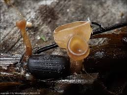 Attēlu rezultāti vaicājumam “Myriosclerotinia scirpicola”