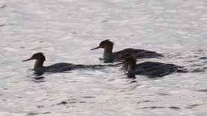 Attēlu rezultāti vaicājumam “Mergus serrator female”