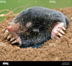 Attēlu rezultāti vaicājumam “Talpa europaea”