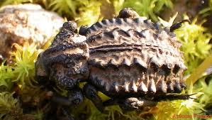 Image result for Brachycerus undatus