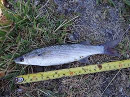 Image result for Liza ramada