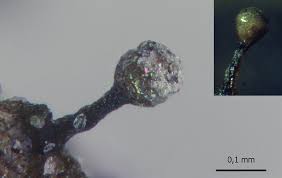 Attēlu rezultāti vaicājumam “Physarum braunianum macro”