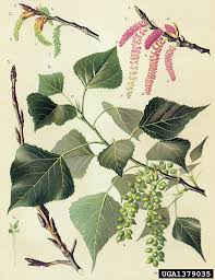 Attēlu rezultāti vaicājumam “Populus nigra”