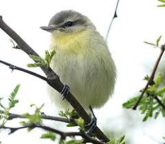 Image result for Vireo philadelphicus