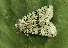 Attēlu rezultāti vaicājumam “Griposia aprilina”