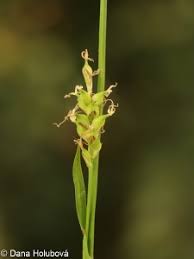 Attēlu rezultāti vaicājumam “Carex pilosa flower”