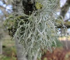 Attēlu rezultāti vaicājumam “Ramalina calicaris”