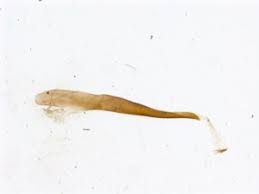 Attēlu rezultāti vaicājumam “Carcharodus floccifera upperside”