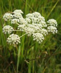 Attēlu rezultāti vaicājumam “Laserpitium pruthenicum”