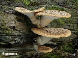 Attēlu rezultāti vaicājumam “Polyporus squamosus”