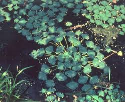 Attēlu rezultāti vaicājumam “Trapa natans leaf”