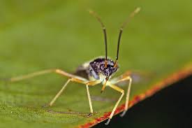 Attēlu rezultāti vaicājumam “Dryophilocoris flavoquadrimaculatus imago”