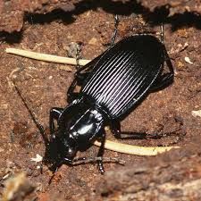 Attēlu rezultāti vaicājumam “Pterostichus niger”