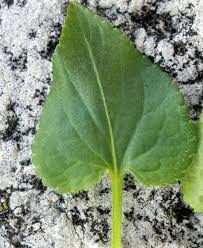 Attēlu rezultāti vaicājumam “Viola hirta leaf”