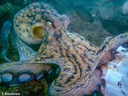 Image result for octopus in a basque