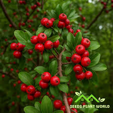 Attēlu rezultāti vaicājumam “Crataegus macracantha fruit”