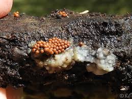 Attēlu rezultāti vaicājumam “Trichia varia spores”