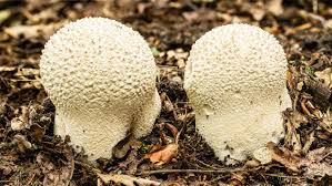 Attēlu rezultāti vaicājumam “Calvatia utriformis”