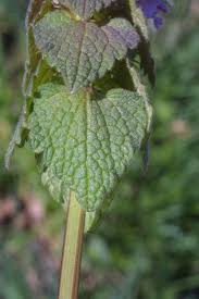 Attēlu rezultāti vaicājumam “Lamium purpureum flower”
