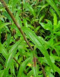 Attēlu rezultāti vaicājumam “Solidago virgaurea leaf”