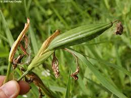Attēlu rezultāti vaicājumam “Iris pseudacorus leaf”