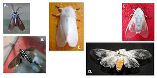 Attēlu rezultāti vaicājumam “Spilosoma sp.”