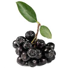 Attēlu rezultāti vaicājumam “Aronia melanocarpa fruit”