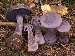 Attēlu rezultāti vaicājumam “Cortinarius violaceus”