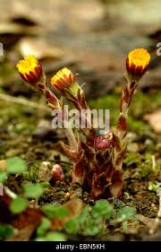 Attēlu rezultāti vaicājumam “Tussilago farfara bud”