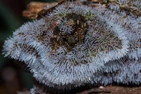 Attēlu rezultāti vaicājumam “Badhamia capsulifera var. arborea macro”