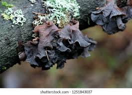 Attēlu rezultāti vaicājumam “Tremella foliacea”