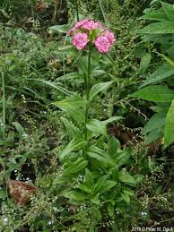 Attēlu rezultāti vaicājumam “Dianthus barbatus flower”