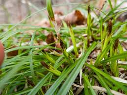 Attēlu rezultāti vaicājumam “Carex capillaris fruit”