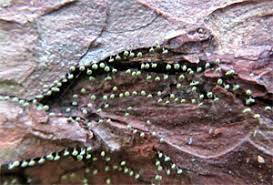 Attēlu rezultāti vaicājumam “Badhamiopsis macrospora sessile”