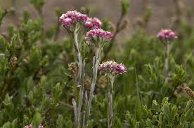 Attēlu rezultāti vaicājumam “Antennaria dioica leaf”