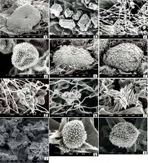 Attēlu rezultāti vaicājumam “Didymium tussilaginis sessile”